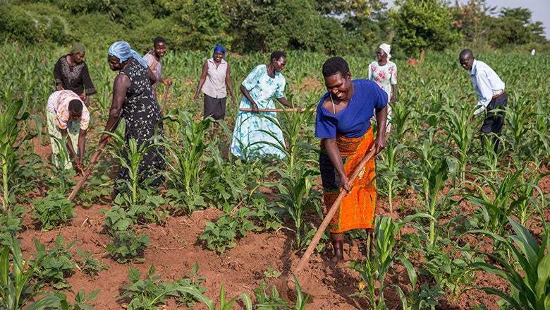African farmers working together in maize field